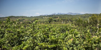 Calma tensa al món del cava pel control de les plantacions