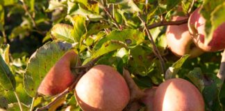 La Diputació de Girona impulsa un nou projecte PECT per enfortir el sector alimentari de la demarcació i fer-lo més sostenible