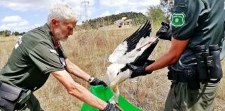 Unió de Pagesos demana mesures per evitar l’electrocució de cigonyes