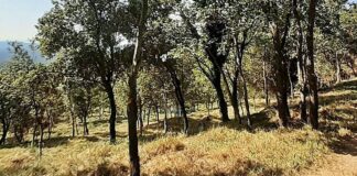 La Diputació vol recuperar zones de pastura al Berguedà per prevenir incendis al bosc