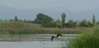 El Prat alerta que no s’està actuant al Delta