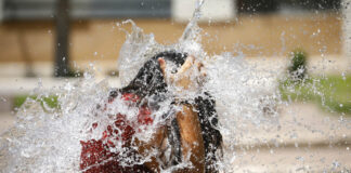 Es manté en alerta el pla Procicat per una nova onada de calor a partir de divendres