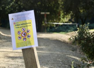 Europa amplia el perímetre de zona infectada per la pesta porcina fins a 91 municipis catalans però deixa fora tota Lleida