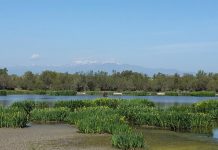 El Govern aprova l’expropiació de l’estany de Vilaüt, als Aiguamolls de l’Empordà, per garantir-ne la conservació