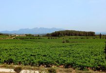 Quan l’Alt Penedès desperti